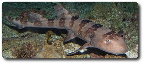 Information On Sharks Like The Burmese Bamboo Shark Shark Sider
