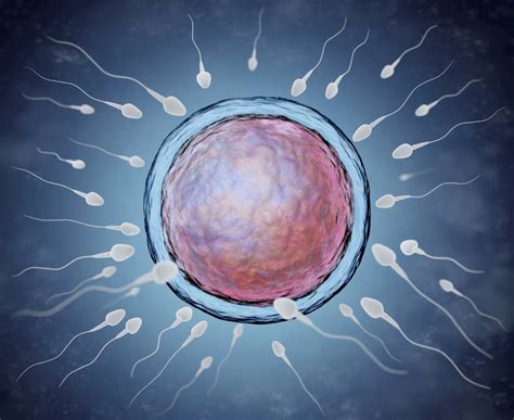 Tot Ce Trebuie Sa Stii Despre Fertilizarea In Vitro