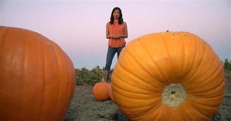 California Drought Means Smaller Pumpkins Cbs News