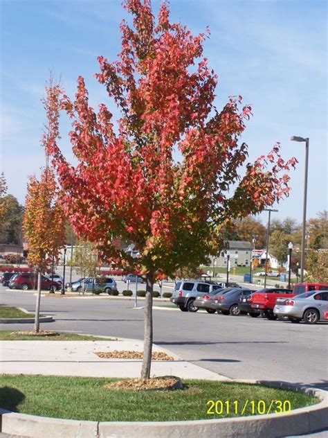 Red Maple Tree For Sale Maple Bigtooth Rocky Mountain Glow® Driskulin