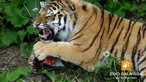 Enrichissement Pour Les Tigres Enrichment For The Tigers Zoo