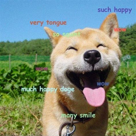 Wow So Doge Tongue Much Happy Doge