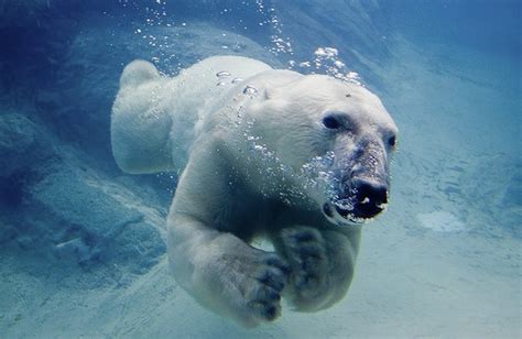 Polar Bear Swimming In Ice