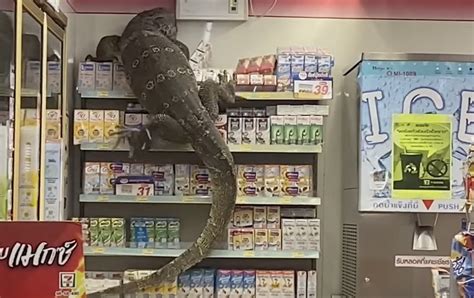 Giant Monitor Lizard Climbs A Crowded Shelf In A 7 11