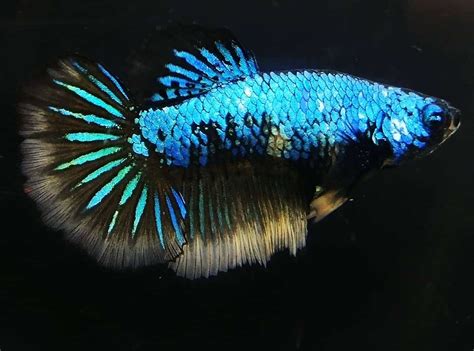 Female Blue Mustard Halfmoon Betta For Sale Center Of Content And