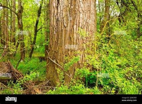 Black Cottonwood Populus Trichocarpa Willamette Mission State Park
