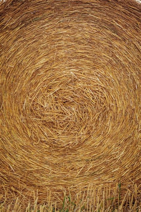 Texture Of A Stack Of Straw Stock Photo Image Of Cultivate Outdoor