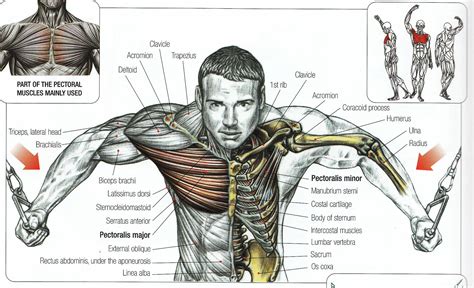 Upper Chest Muscles Diagram Shoulder Muscles Diagram Labeled