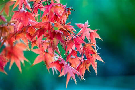 But because tree leafs are fairly distinct, they can help you narrow the list down. Free Picture : Red Leaves of a Maple Leaf Tree in Autumn