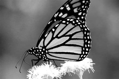 Monarch Butterfly In Black And White Photograph By Ladonna Mccray Pixels