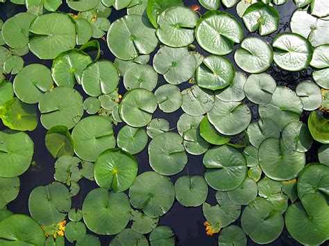 Water Lily Leaves By Magda Wojtyra On Deviantart