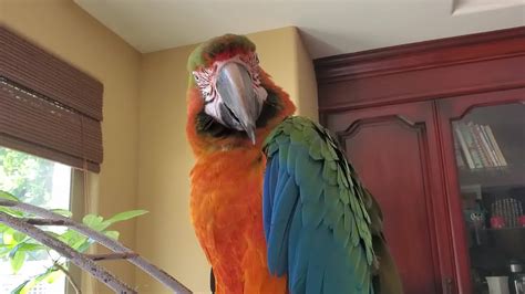 A Day In The Life Of Parrots Get Ready With Me Pt 4 Part 4 Is