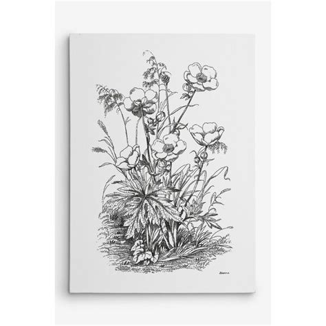 Botanical Black And White Iv Graphic Art On Canvas Posters Art