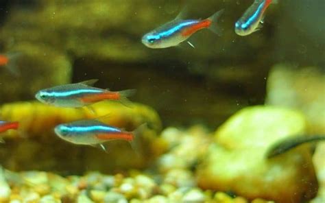 Neon Tetra Fry The Complete Guide To Growth And Care 2024