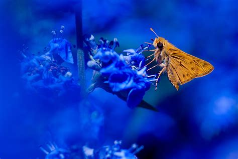 วอลเปเปอร์ พืช แมโคร แมลง สีน้ำเงิน ผีเสื้อกลางคืน ใบไม้ ดอกไม้