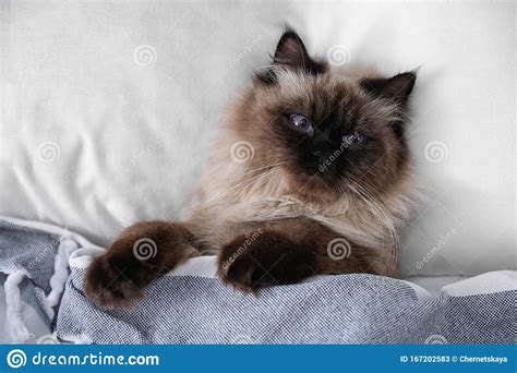 Cute Balinese Cat Covered With Blanket On Bed Fluffy Pet Stock Image