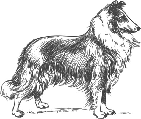 Lassie Coloring Pages Printable Sketch Coloring Page