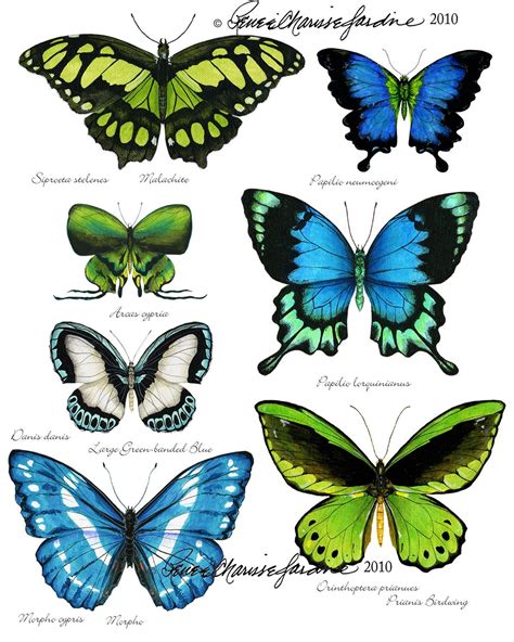 Pin By Charlene Robinson On Scrapbooking Butterfly Art Glicee Prints
