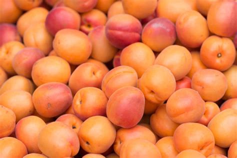 Best Small Peach Stock Photos Pictures And Royalty Free Images Istock