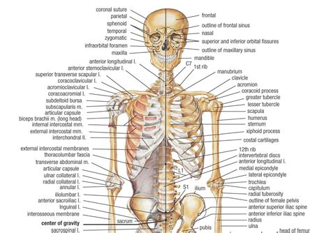 Sistem Rangka Poster Anatomi Grafik Tubuh Manusia Kerangka Medical Art