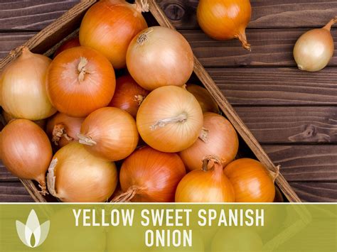 Yellow Sweet Spanish Onion Seeds Heirloom Organic Non Gmo Etsy