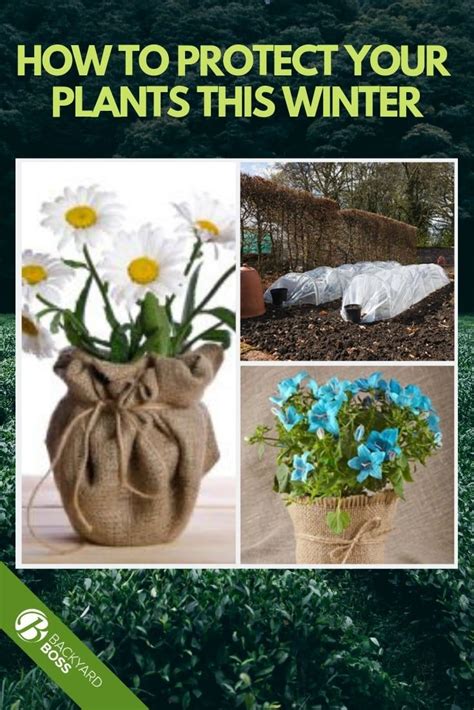 How To Protect Your Plants This Winter Plants Winter Plants Diy