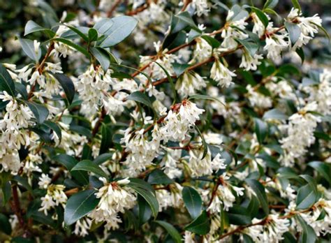 Osmanthus Burkwoodii Hedging Plants Rootball And Potted