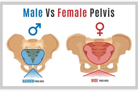 Female Male Pelvis Pre Designed Photoshop Graphics ~ Creative Market