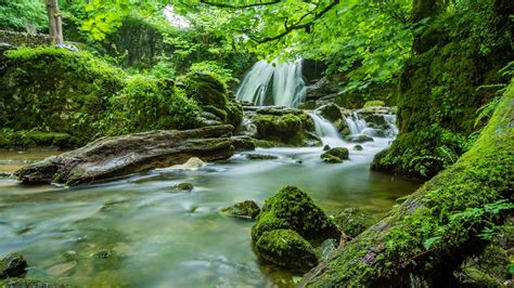 Jungle Green Trees River Waterfall Rocks With Green Moss Lovely Scene