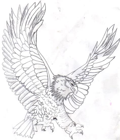 Soaring Eagle Drawing At Getdrawings Free Download