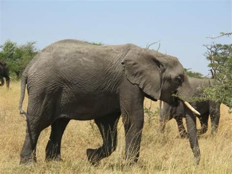 Elephantstouch Tanzania Tours Day Tours Photosby Tengeru Bus Stand