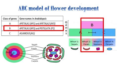 Abc Model For Flower Development Arabidopsis Thaliana Youtube