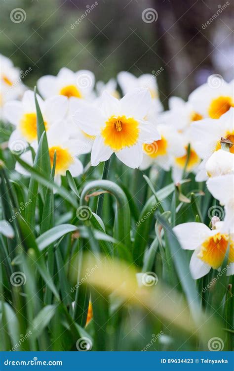 Lovely Field With Bright Yellow And White Daffodils Narcissus Stock