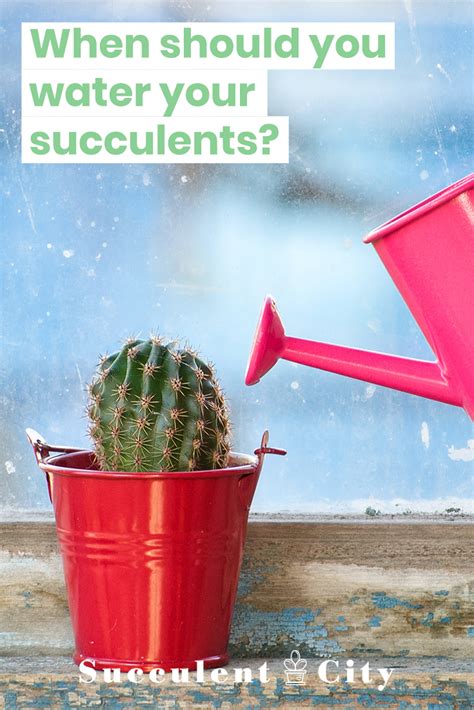How often should i water my cactus? When You Should Water Your Succulents? | Succulents ...