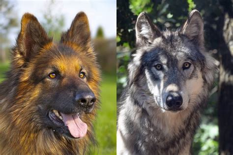 German Shepherd Vs Wolf 10 Key Differences World Of Dogz