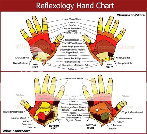 Palm Chart For Reflexology