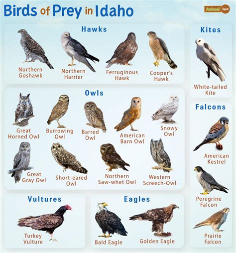 Birds Of Prey In Idaho Facts List Pictures