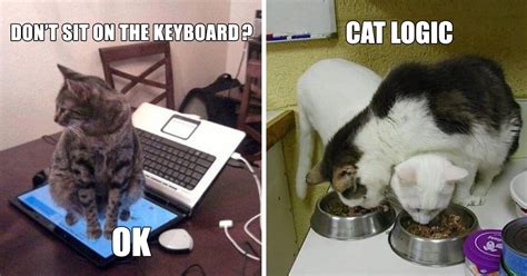 10 Hilarious Examples Of Cat Logic