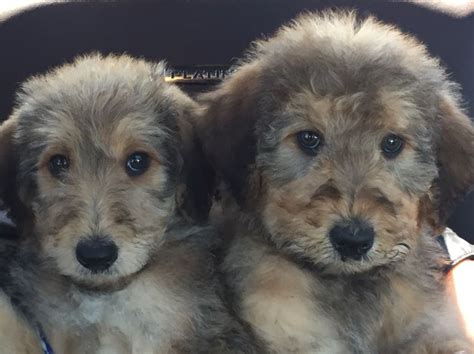 Meet Max And Kash Our New Airedoodle Puppies Soooo