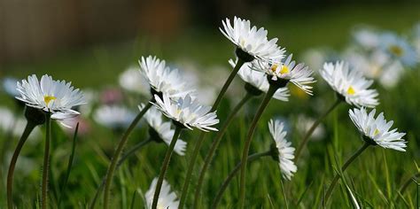 Маргаритка цветы для сада на пртале Ваш Сад