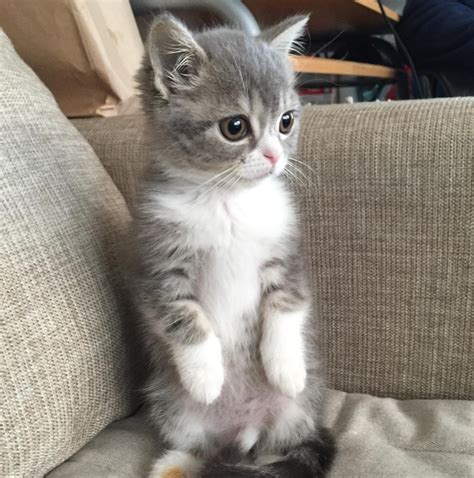 Kitten Standing Up Baby Cats Kittens Cutest Cute Cats