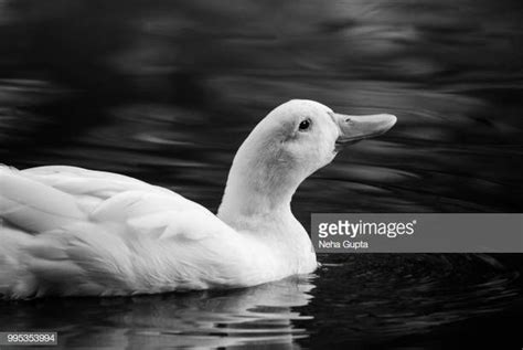Monochrome Image Of A Domestic Mallard Duck Relaxing In A Pond