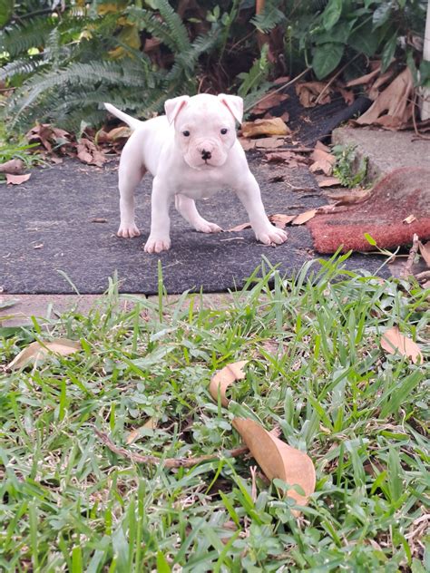 American Bulldog - Nundah - PetsForHomes