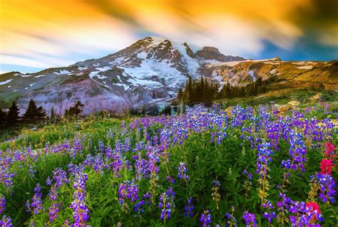 Mount Rainier National Park Full Day Tour From Seattle Musement