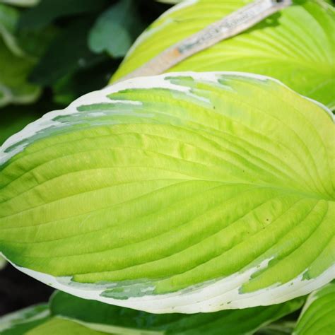 Hosta Moonlight Buy Plantain Lily At Coolplants