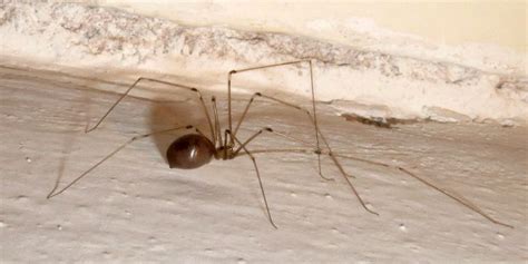9 Most Common House Spiders Harmless Or Burn Down The House