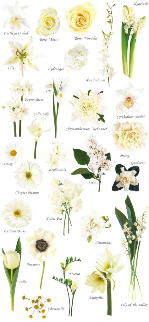 Tipos De Flores Blancas Con Sus Nombres