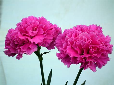Feb 27, 2017 · a carnation is a very full, ruffled, rounded flower, so i really had to pack the petals in there. Free photo: Pink carnation flower - Beautiful, Carnation ...