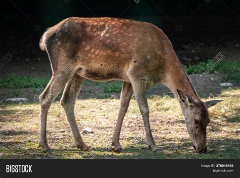Sika Deer Female Image And Photo Free Trial Bigstock