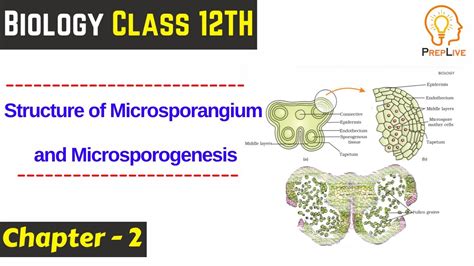 Structure Of Microsporangium And Microsporogenesis Class 12 Ncert